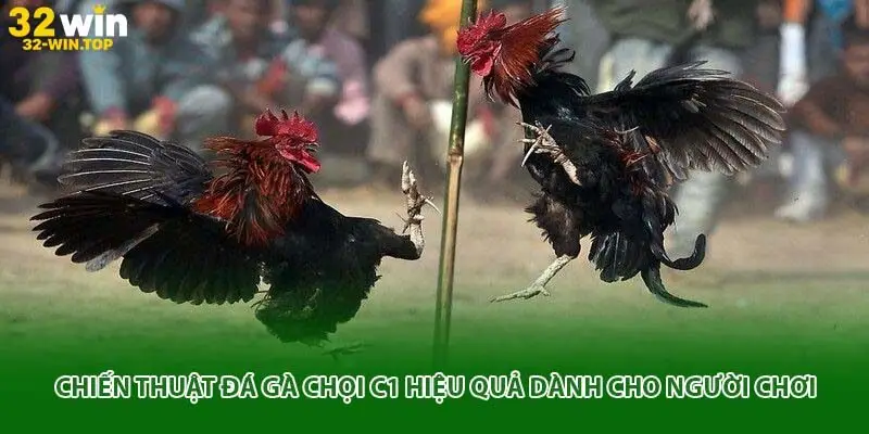Gà chọi c1